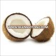 Fresh Quality Indian Semi Husked Coconut